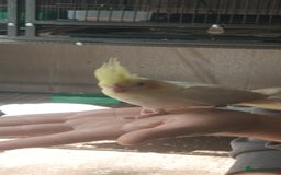 Ringnecks birds for sale: Lutino ringnecks  - Image 7