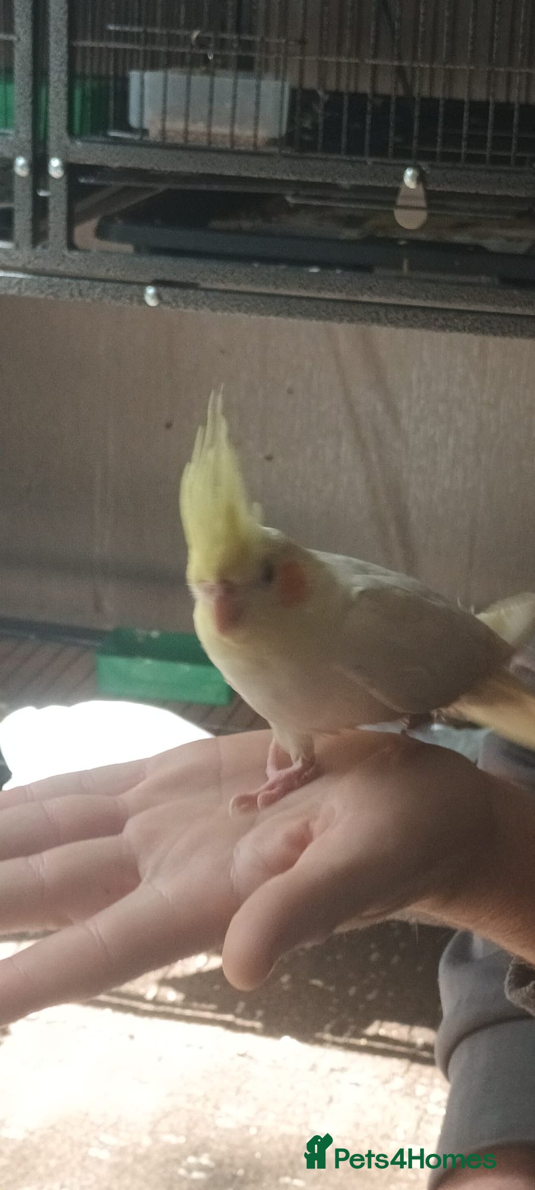 Ringnecks birds for sale: Lutino ringnecks  - Image 7