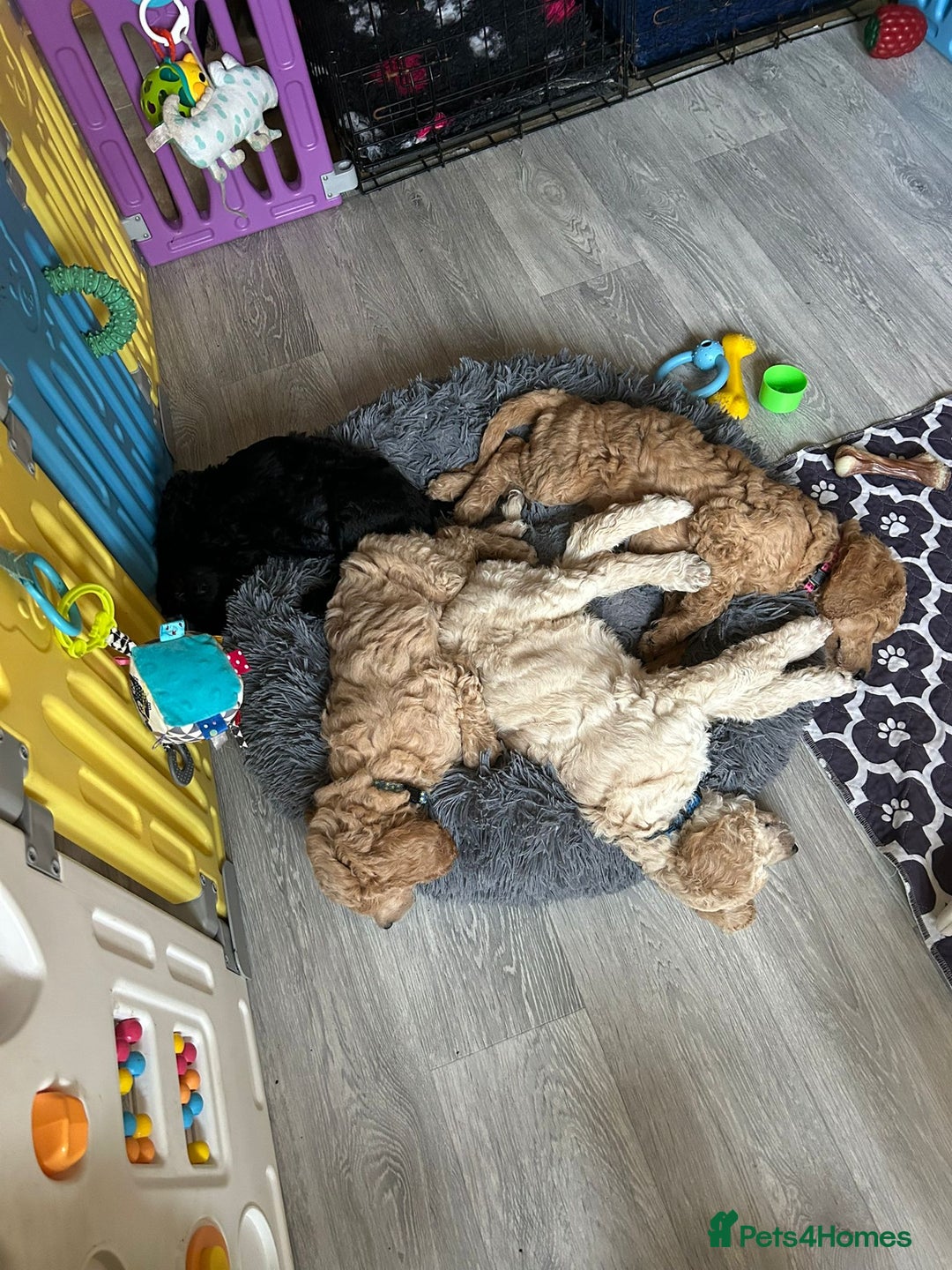 Standard Poodle dogs for sale: Beautiful standard poodle puppies - Advert 3