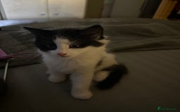 Mixed Breed cats for sale: 4 beautiful male kittens needing homes - Image 3