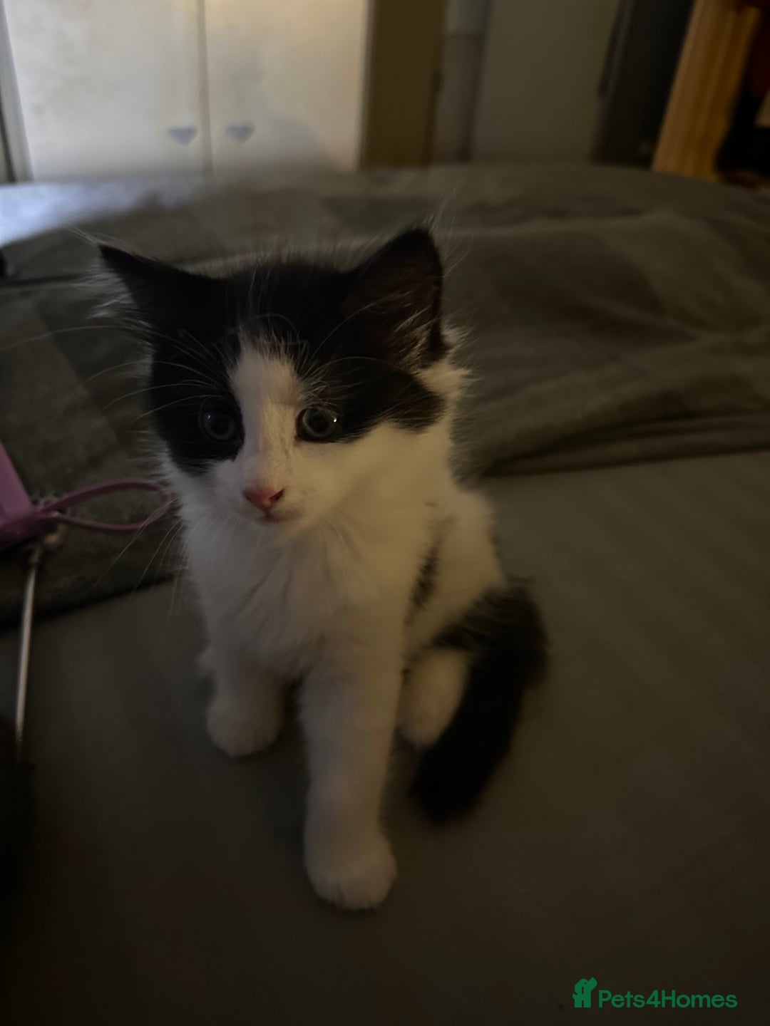Mixed Breed cats for sale: 4 beautiful male kittens needing homes - Image 3