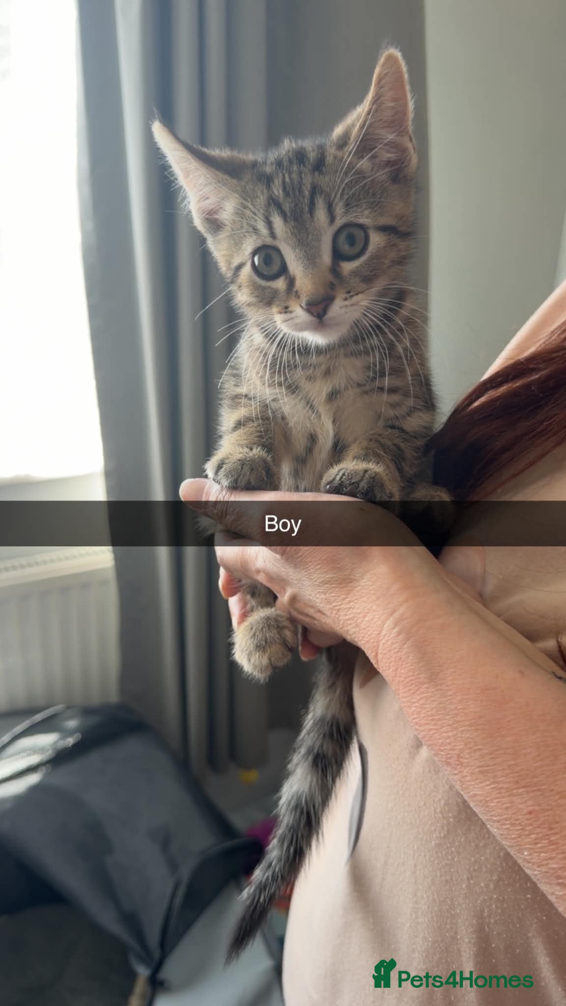 Mixed Breed cats Beautiful tabby kittens ready now  - Advert 17