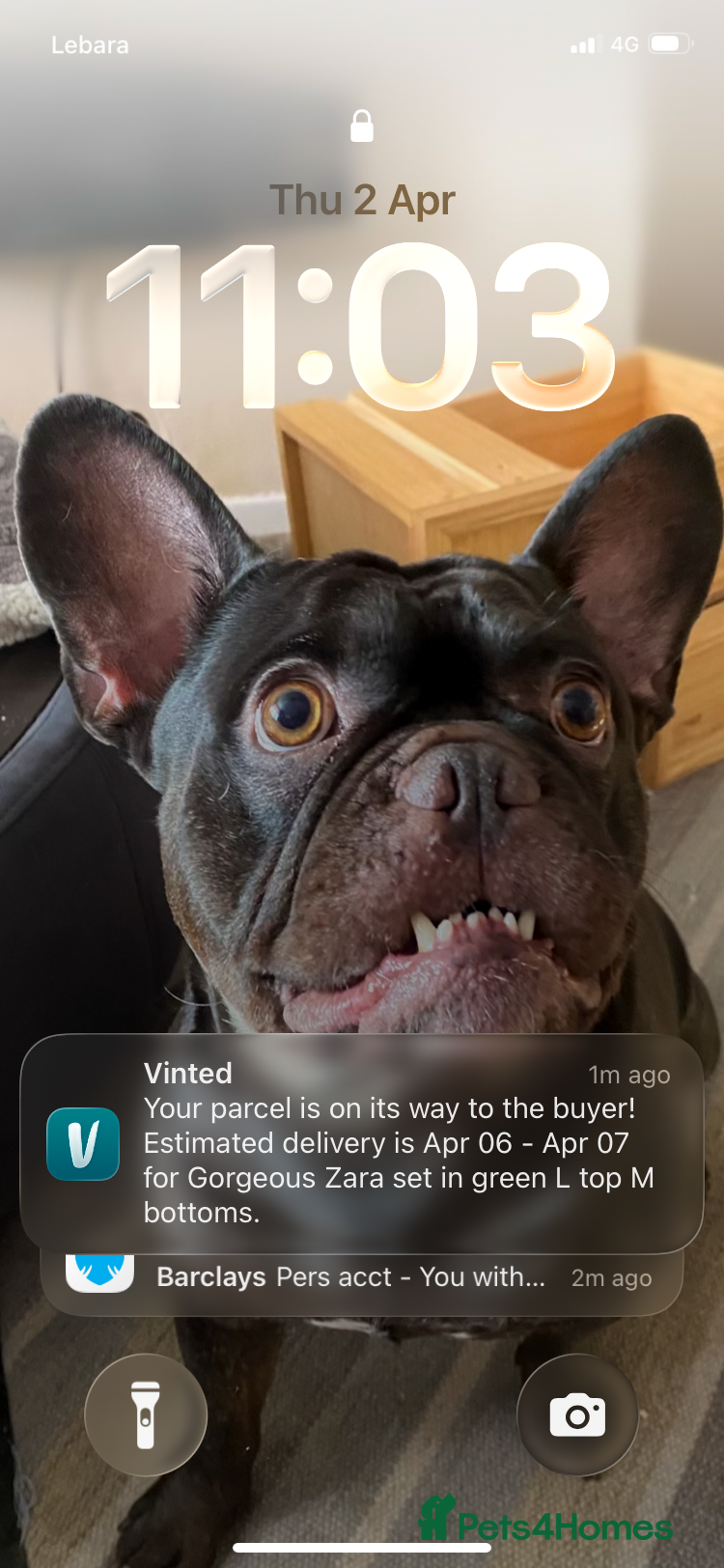 French Bulldog dogs Gorgeous chocolate brown French bulldog age 4yr - Advert 1