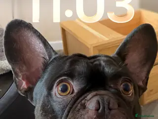 French Bulldog dogs Gorgeous chocolate brown French bulldog age 4yr - Advert 14