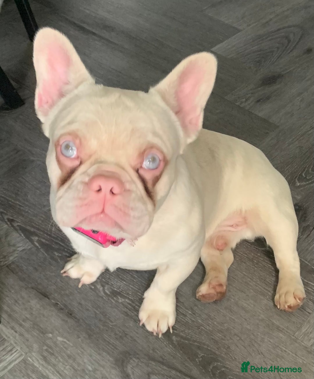 French Bulldog dogs for sale: Platinum French Bulldog 12 months old - Advert 2