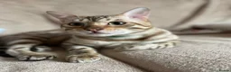 Bengal cats for sale: Beautiful Bengal family members - Advert 25