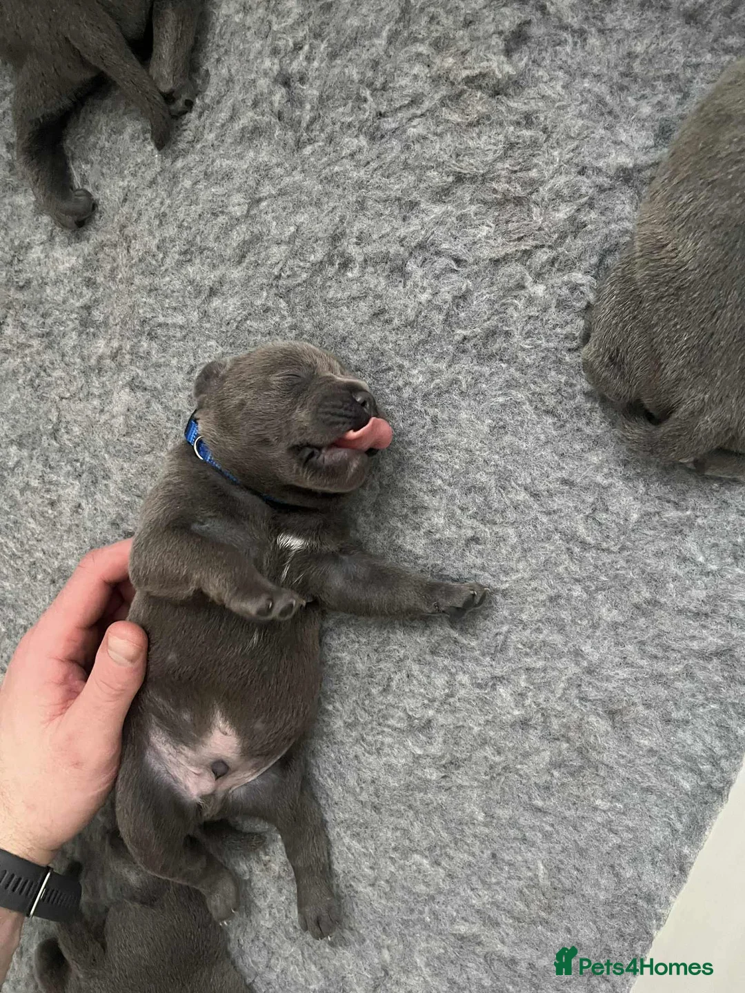 Staffordshire Bull Terrier dogs for sale: Staffordshire bull terrier  dogs blue staffs  - Advert 21