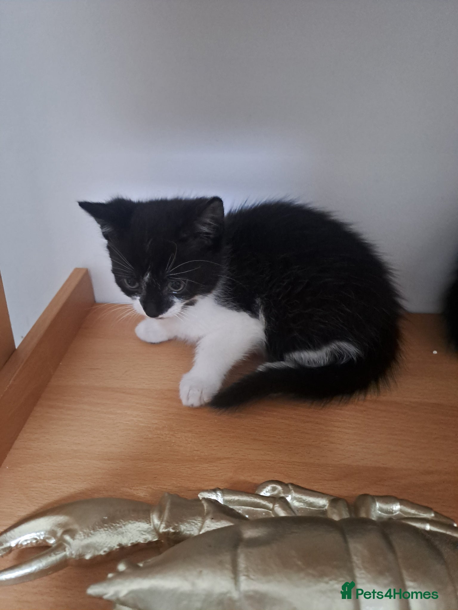 Mixed Breed cats Kittens x 2 - Advert 9