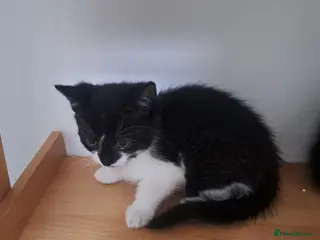 Mixed Breed cats Kittens x 2 - Advert 9