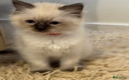 Ragdoll cats for sale: Beautiful Ragdoll Kittens - Advert 4