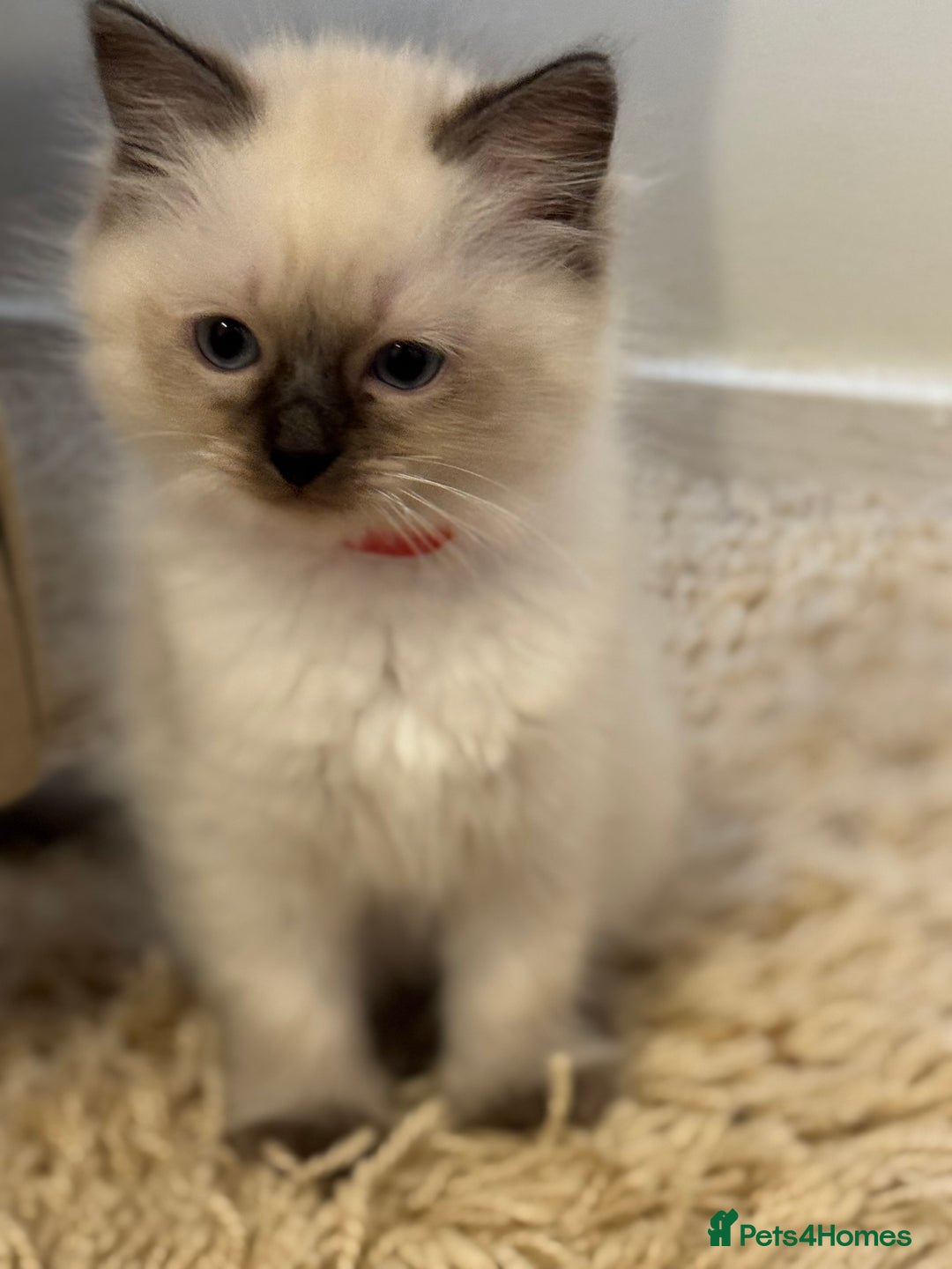 Ragdoll cats for sale: Beautiful Ragdoll Kittens - Advert 4