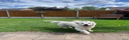 Golden Retriever dogs for stud: Golden Retriever for Stud - Advert 5