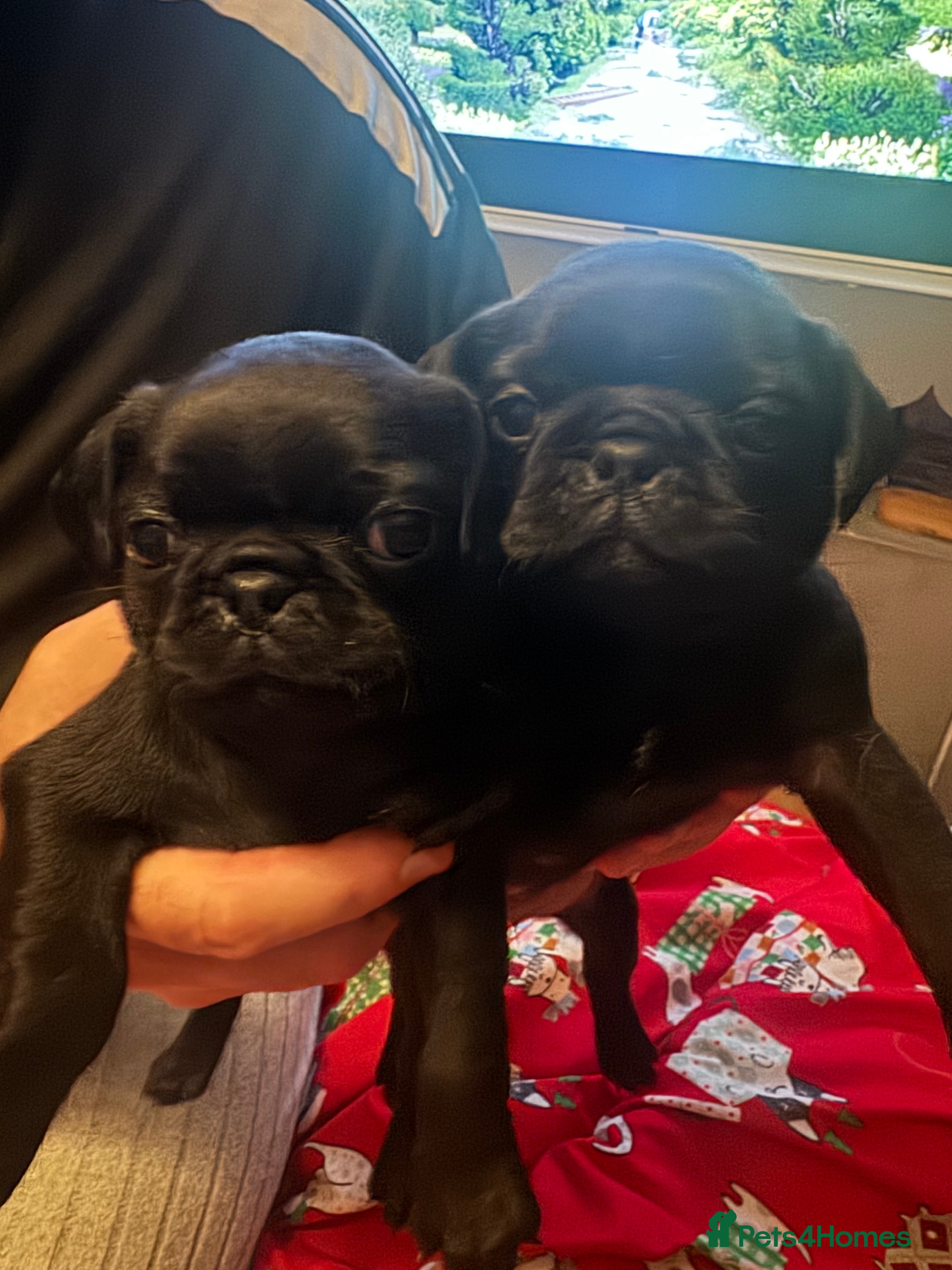 Pug dogs Chunky pug pups  - Advert 9