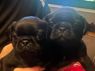 Pug dogs Chunky pug pups - Advert 13