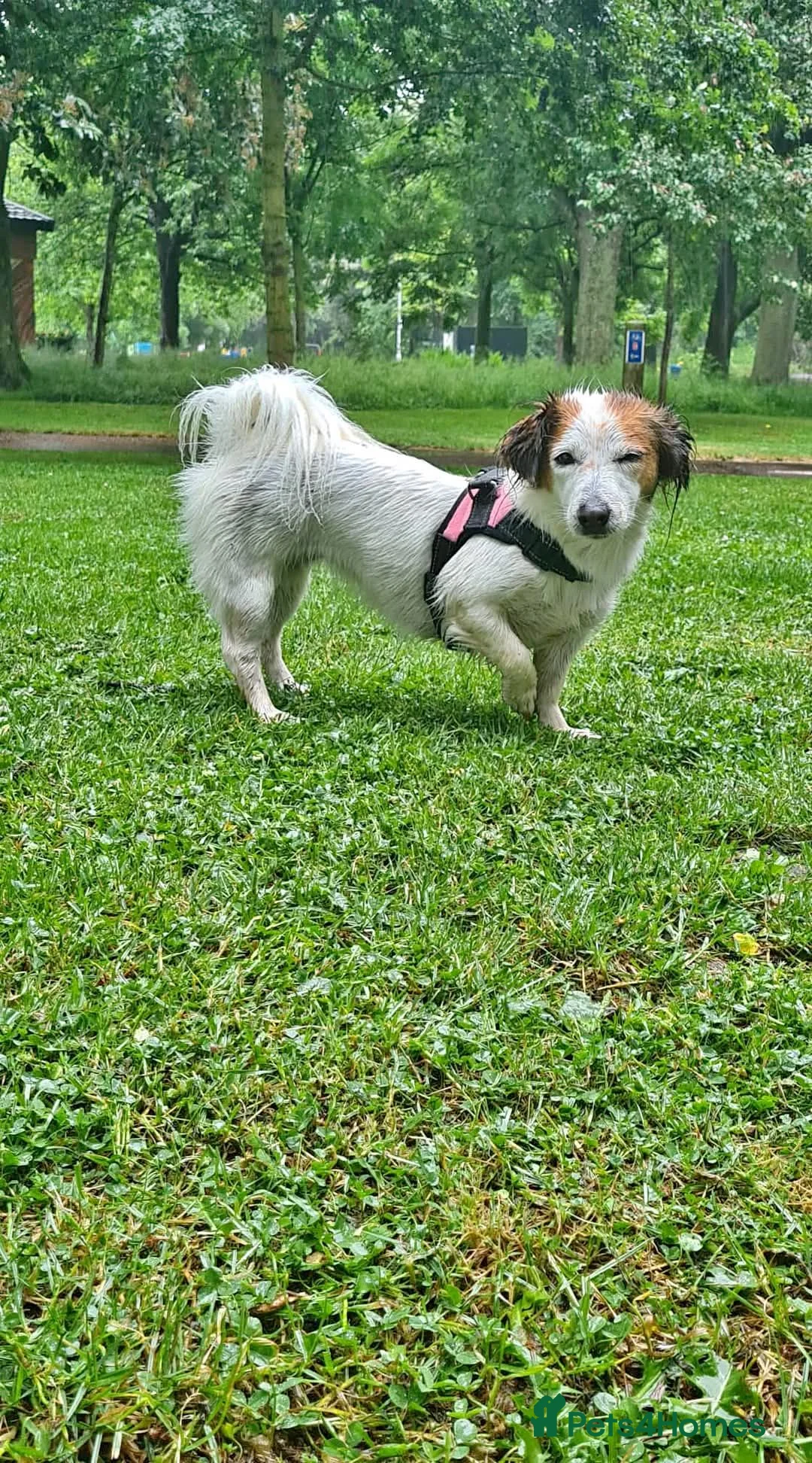 Mixed Breed dogs for sale: Pomchi/jackrussel x papilon  in Blyth - Advert 1