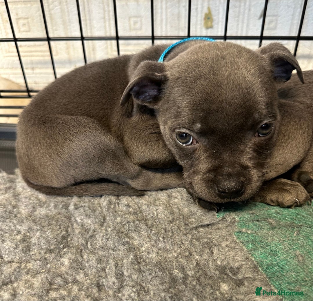 Staffordshire Bull Terrier dogs for sale: KC ⭐️Champion⭐️ bloodline Staffy Ready to leave - Advert 1