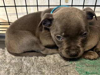 Staffordshire Bull Terrier dogs KC Champion bloodline Staffy Ready to go 13th dec - Advert 12