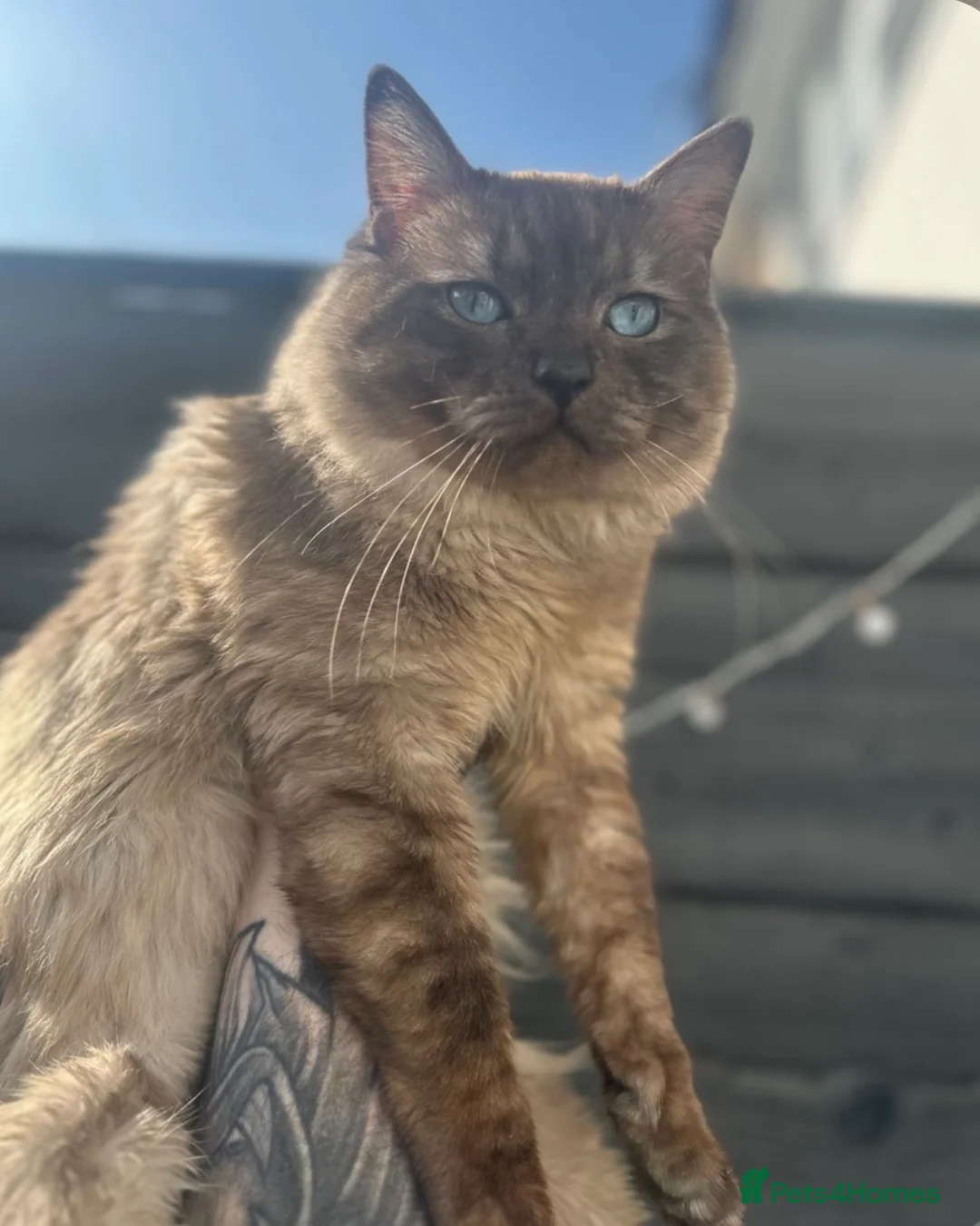 Mixed Breed cats for sale: RAGDOLL X BSH kittens  - Advert 9