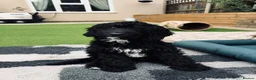Sproodle dogs for sale: Stunning F1 Sproodles  - Advert 1