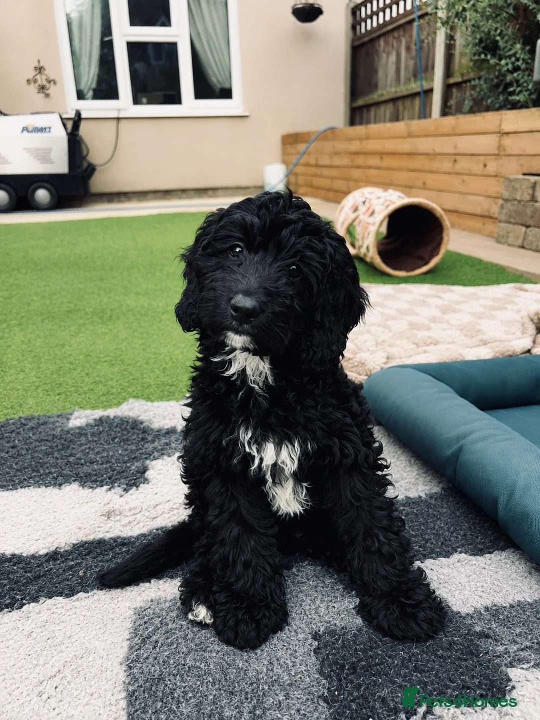 Sproodle dogs for sale: Stunning F1 Sproodles  - Advert 1