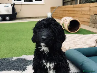 Sproodle dogs Stunning F1 Sproodles - Advert 2