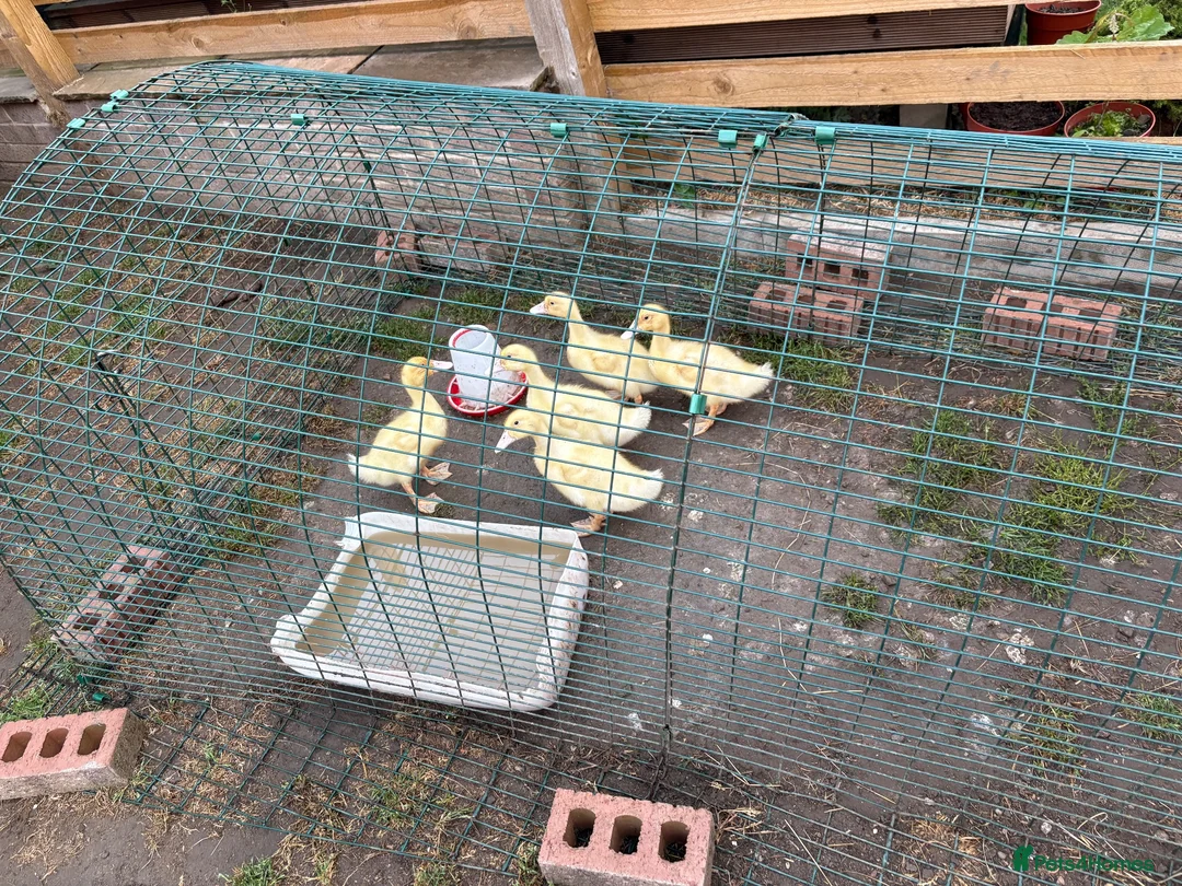 Ducks poultry for sale: Aylesbury ducklings  - Advert 1