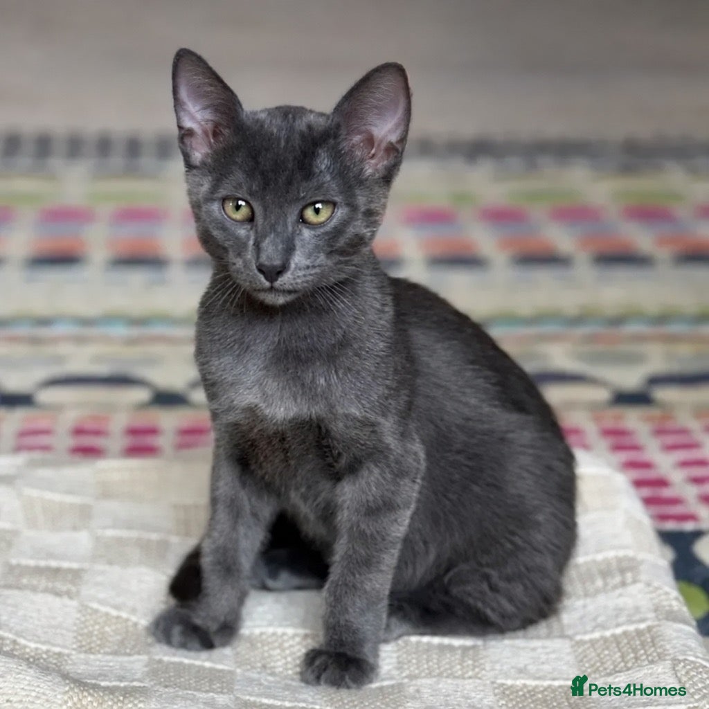 Russian Blue cats Gorgeous Russian Blue kitten - Advert 4