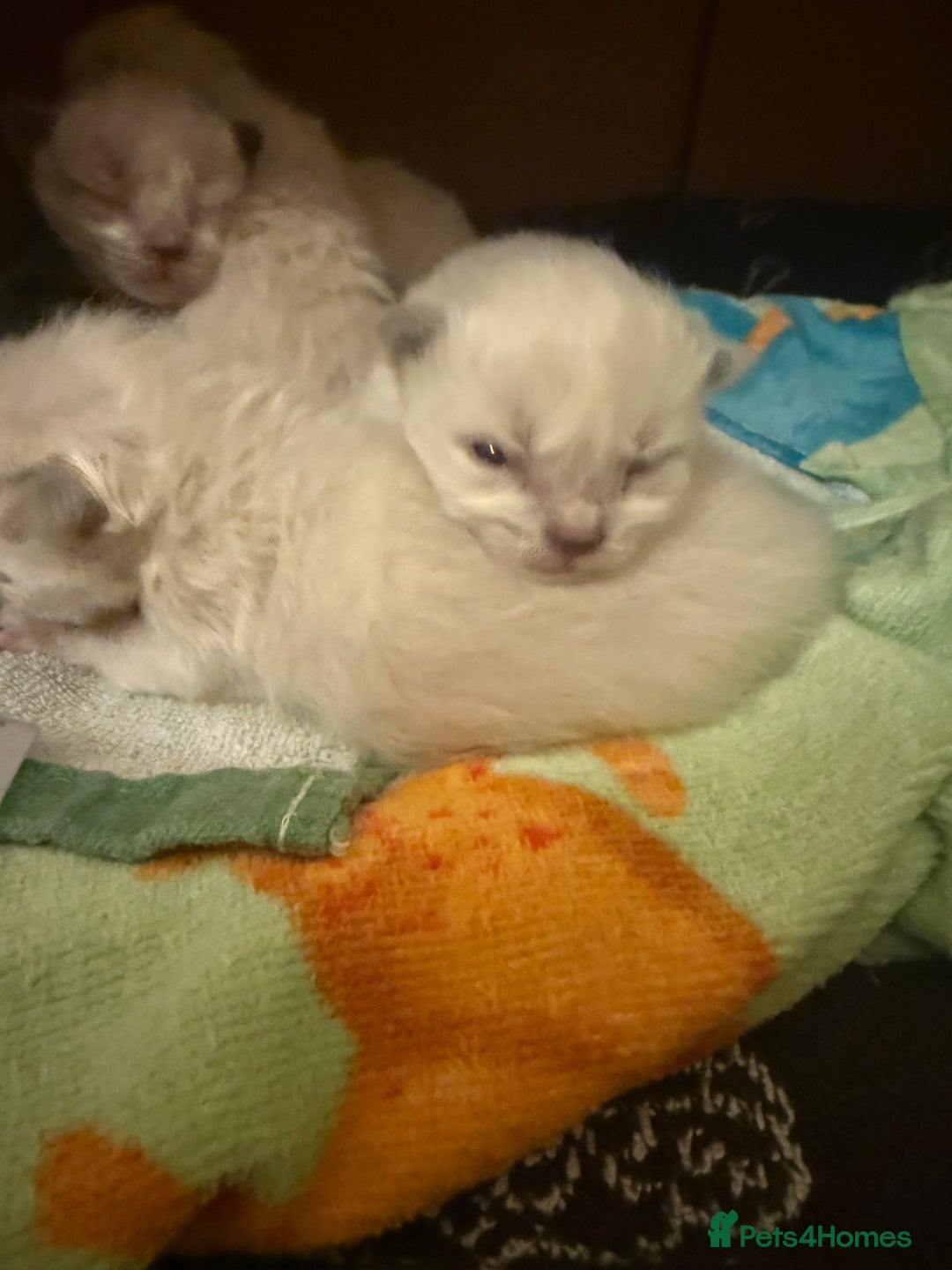 Ragdoll cats for sale: Ragdolls🐈 - Image 7