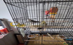 Cockatiels birds for sale: Male and Female Cocktail for sale - Image 1