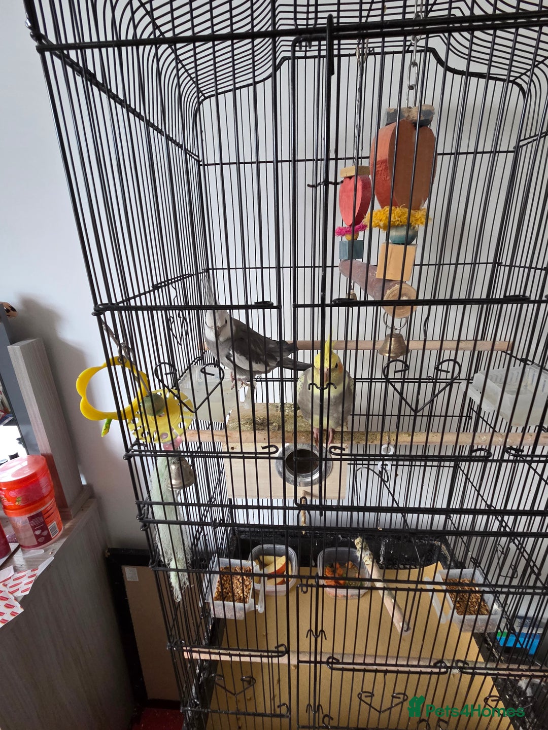 Cockatiels birds for sale: Male and Female Cocktail for sale - Image 1