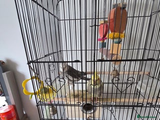 Cockatiels birds for sale - Advert 1