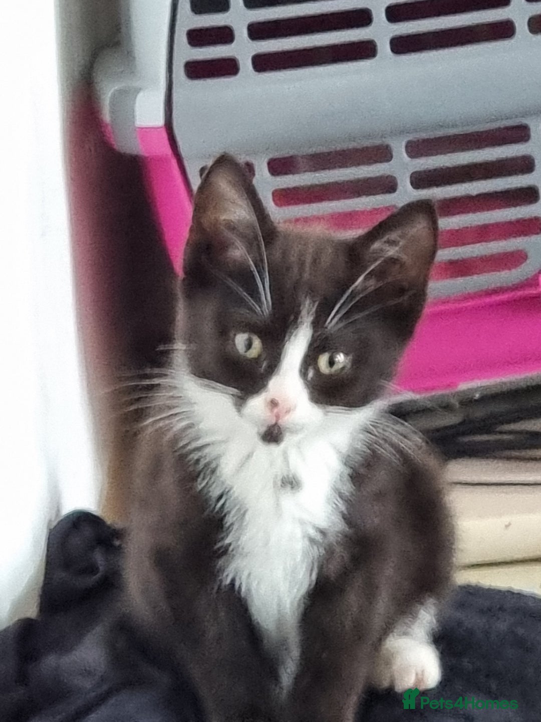 British Longhair cats for sale: Black and white kitten - Image 2