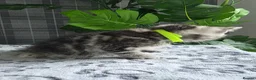 Scottish Fold cats for sale: Beautiful Scottish Fold & Straight Cross Kittens - Advert 14