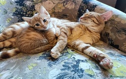 Domestic Shorthair cats for sale: Kittens Ready Now All Colours - Image 21