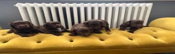 Cockapoo dogs for sale: Sprockerdoodledors - Advert 5