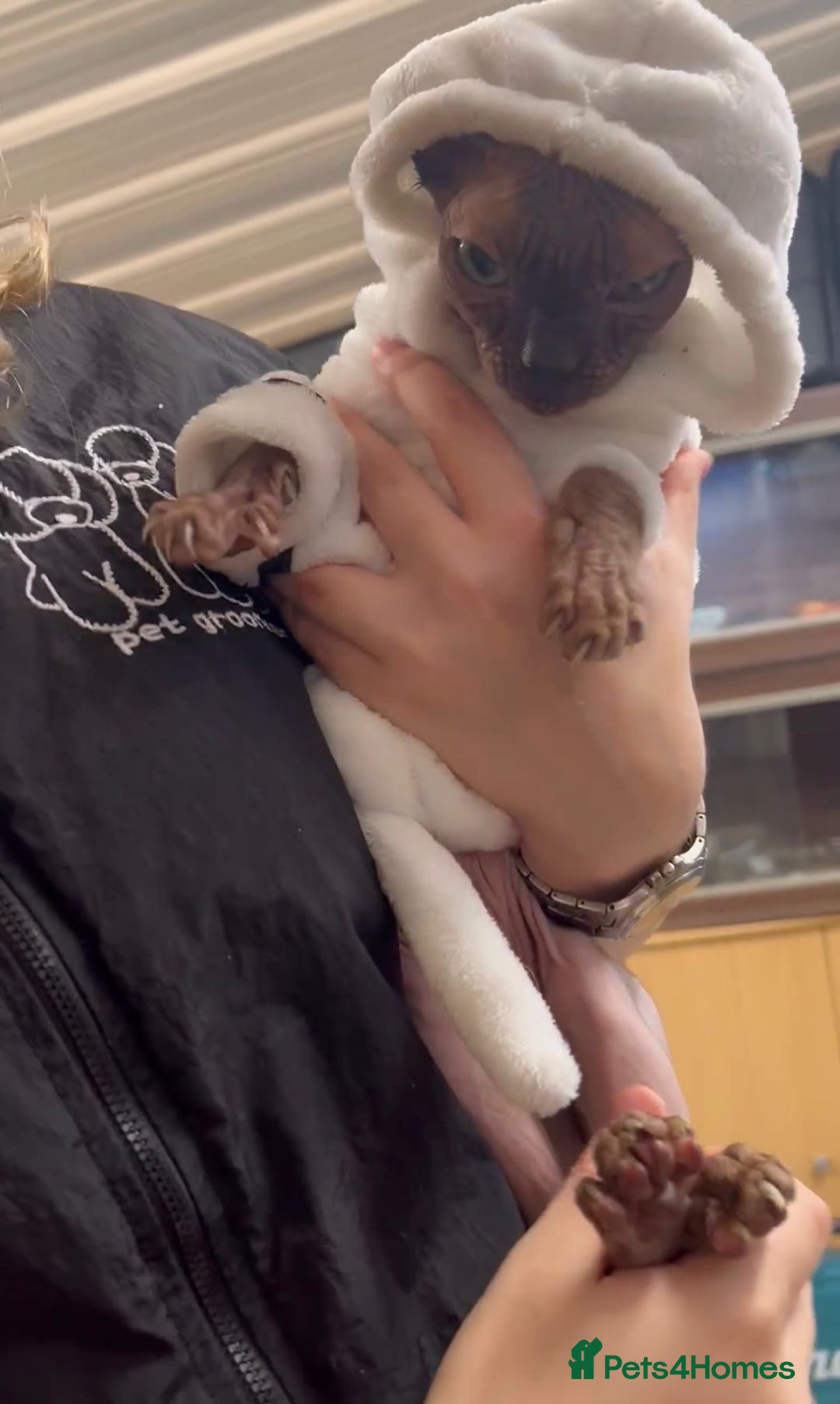 Sphynx cats for sale: Canadian sphynx male 3 years old looking new home - Advert 8