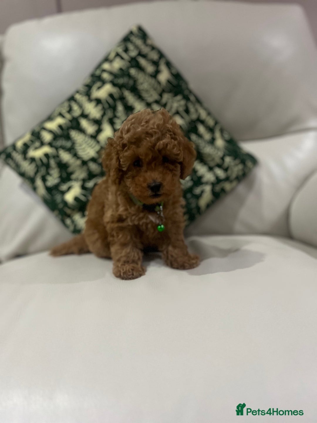 Toy Poodle dogs for sale: Toy poodle puppies.  - Advert 3