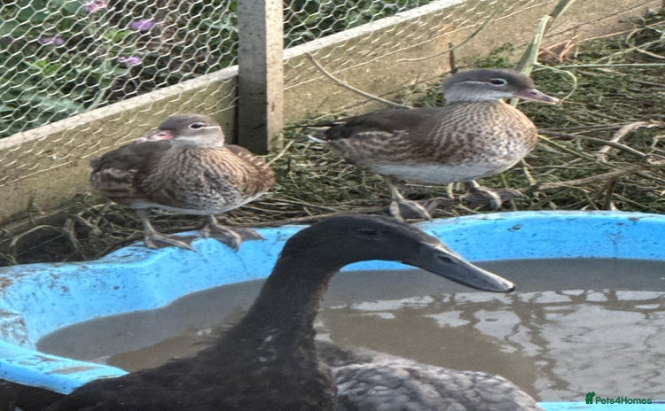 Ducks poultry - Advert 2