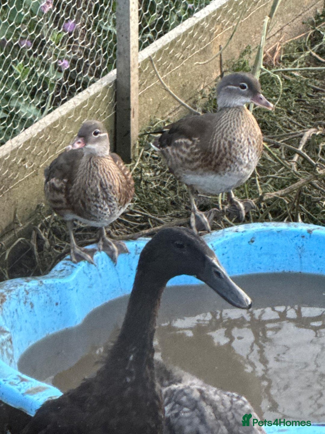 Ducks poultry for sale: Mandarin Ducks - Image 1