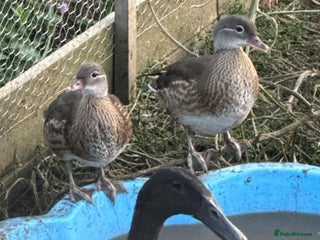 Ducks poultry - Advert 20