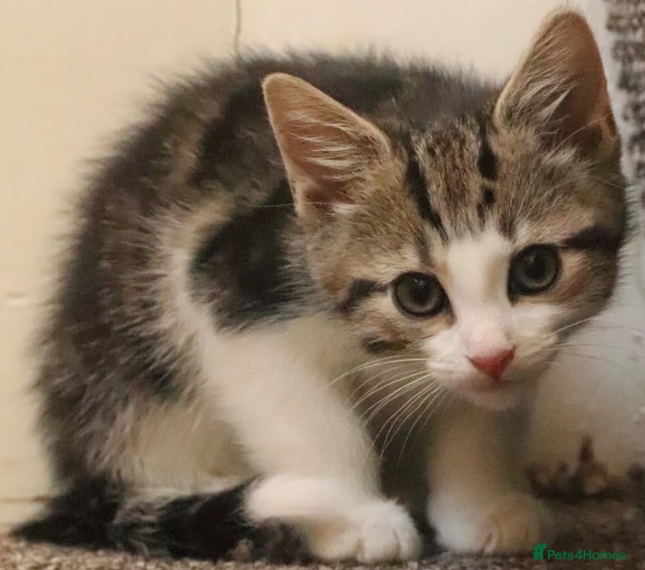 Mixed Breed cats Must be seen. Super friendly part Siamese kittens  - Advert 6