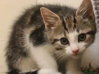Mixed Breed cats Must be seen. Super friendly part Siamese kittens - Advert 1