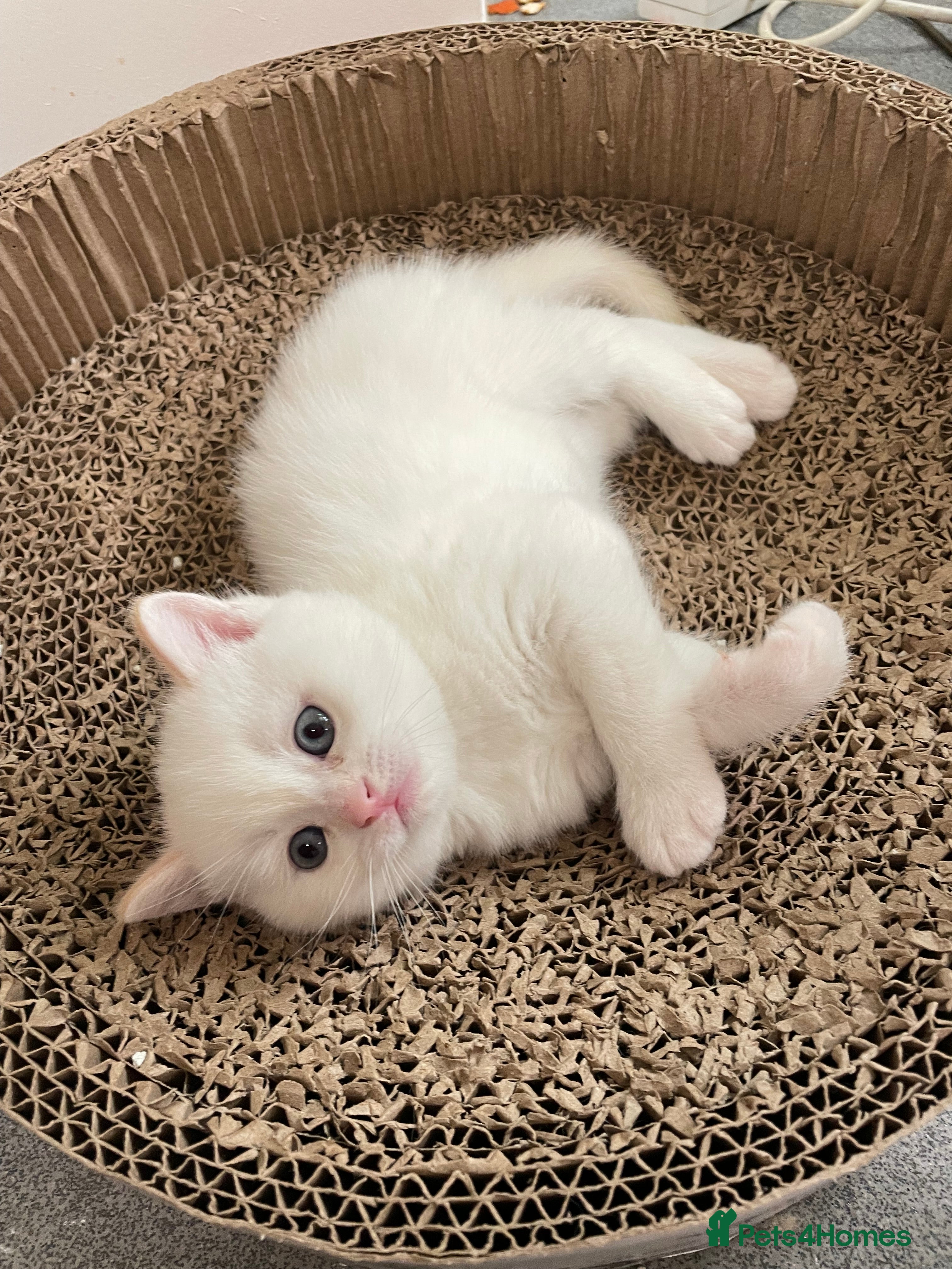 British Shorthair cats last one Adorable golden point boy - Advert 1