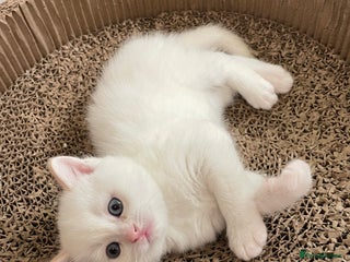 British Shorthair cats last one Adorable golden point boy - Advert 1