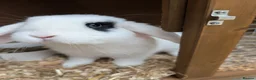 Mini Lop rabbits for sale: Male rabbit 3/4 months old in Swadlincote - Advert 1