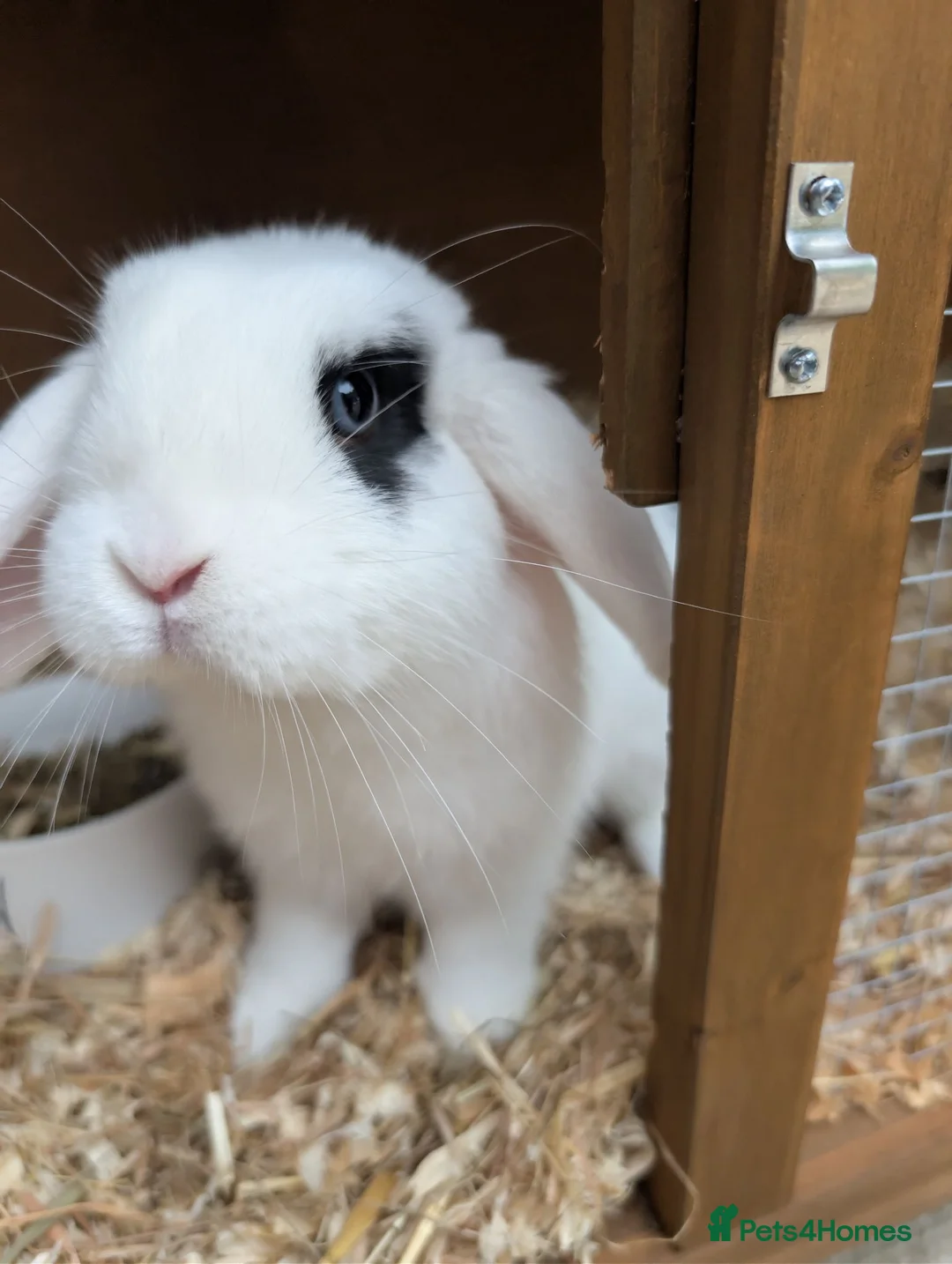 Mini Lop rabbits for sale: Male rabbit 3/4 months old in Swadlincote - Advert 1