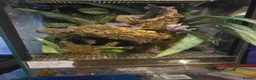 Tarantulas invertebrates for sale: Psalmopoeus irminia 6.5 dc - Advert 5