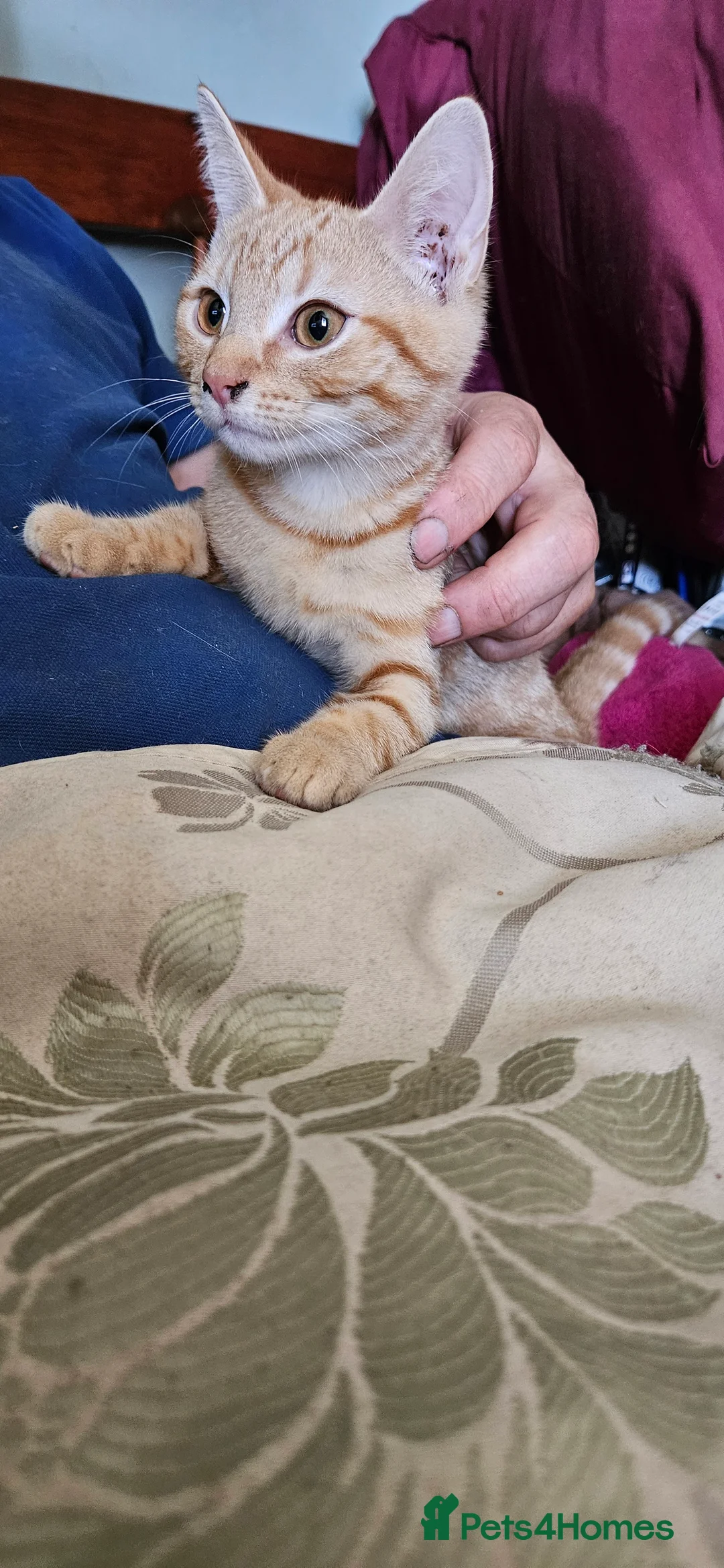 British Shorthair cats for sale: Ginger British Shorthair kittens  - Advert 2