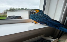 Macaws birds for sale: Blue and gold macaw - Image 2