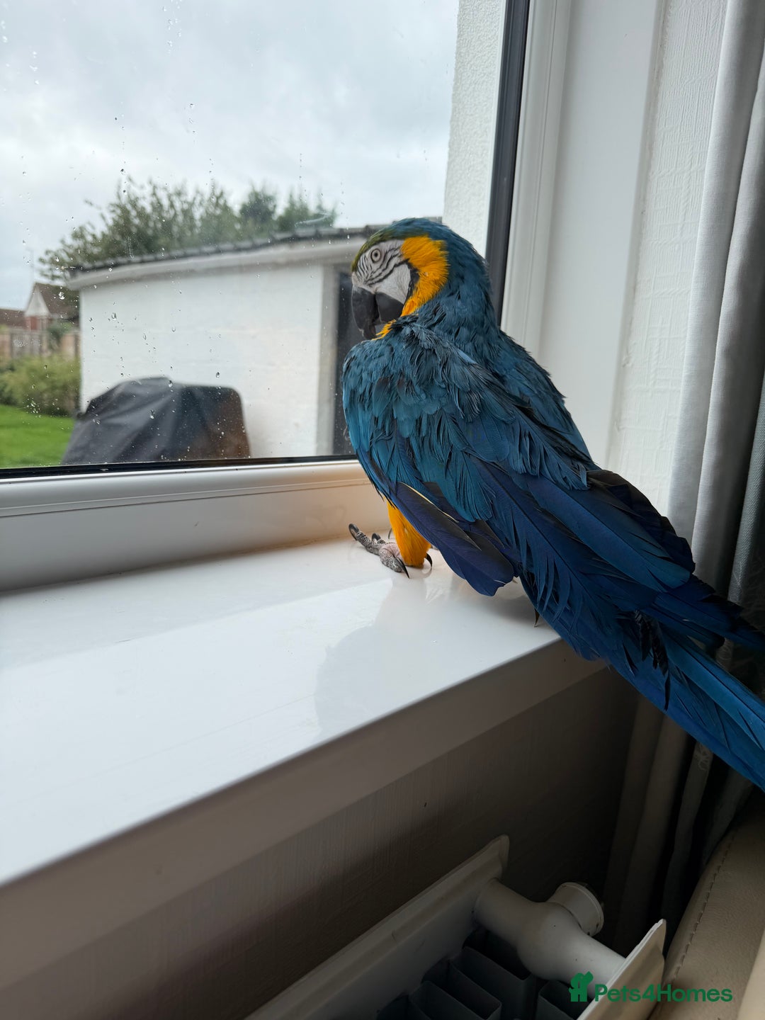Macaws birds for sale: Blue and gold macaw - Image 2